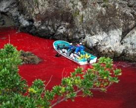 Slaughtered Dolphins - Japan
